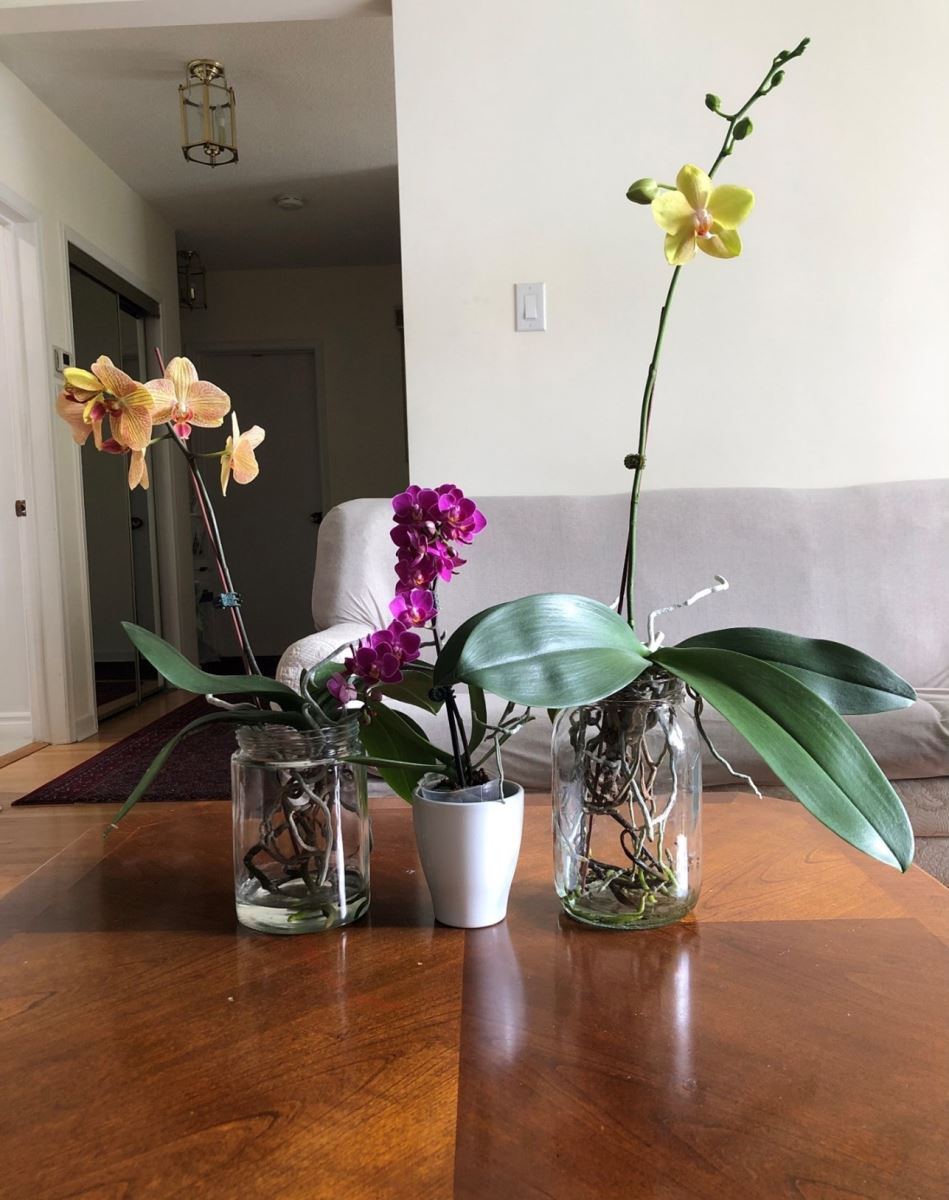 Photo of 3 orchids in clear jars with 2cm of water