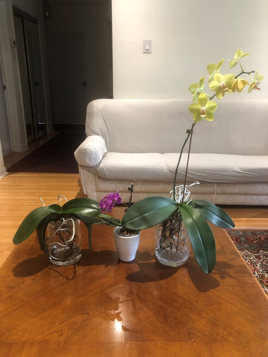 Photo of the same three moth orchids two months later