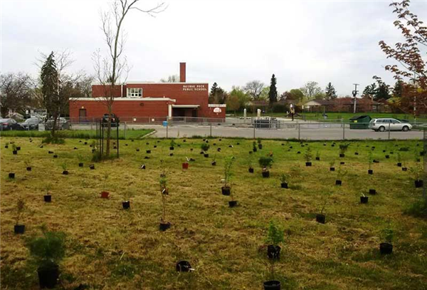 many new trees planted in yard